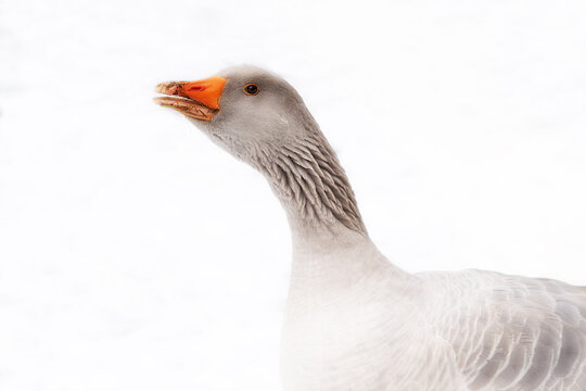 G&auml;nse im Schnee