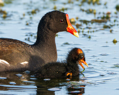 Mother Gallinule with Chicks