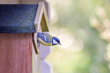 side view of a great tit looking out of a nesting box with blurred bright green background  © mschauer