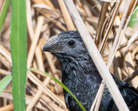 Groove-Billed Ani in Florida
