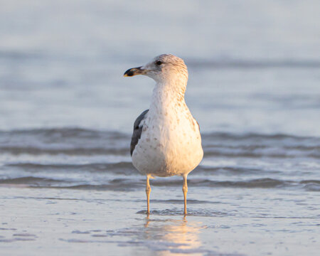 Ring Billed Gull