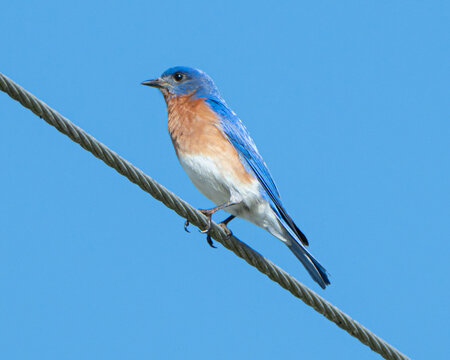Eastern Bluebird on a Wire