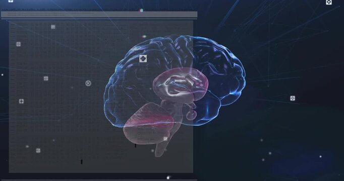 Translucent 3D brain rotating tilting after HUD panel sliding in, revealing cerebellum for research