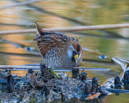 Sora Rail in Florida