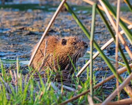 Nutria Rodent in Florida