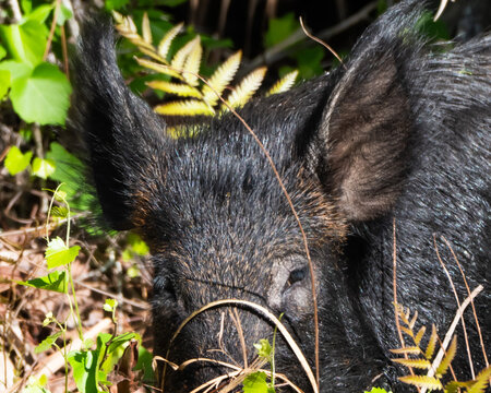 Feral Pig in Florida