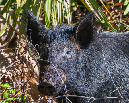 Feral Pig in Florida