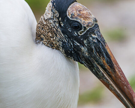 Close-up of a Wood Stork