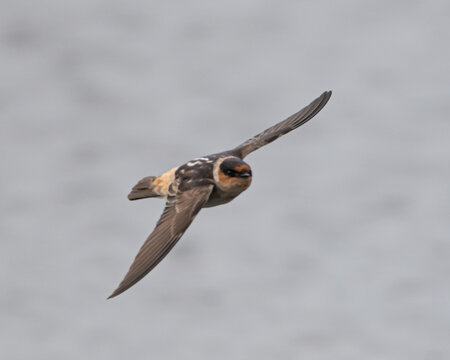 Cave Swallows in Florida