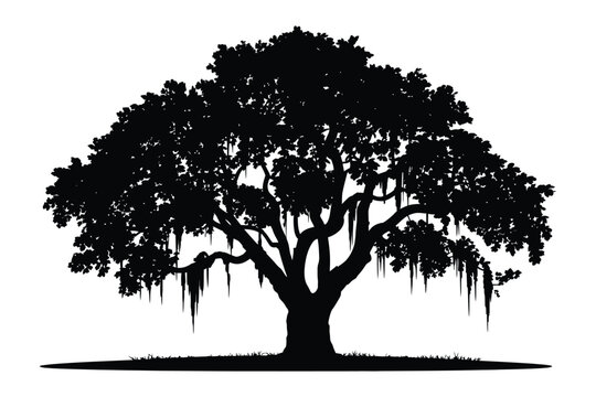 Majestic live oak tree silhouette with hanging Spanish moss, detailed natural form isolated on white background for outdoor, landscape and botanical vector illustration.
