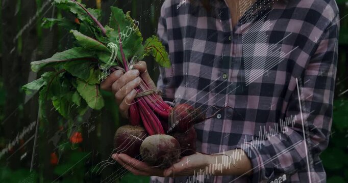 Woman holding harvested beets in garden, adjusting grip while white overlays aligning showing roots