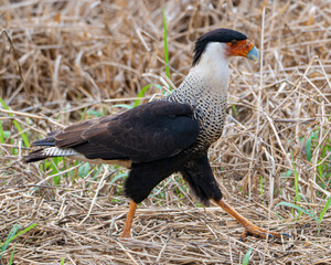 Obraz premium Close-up of a Crested Caracara in Florida