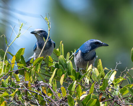 Florida Scrub Jays perched on branches