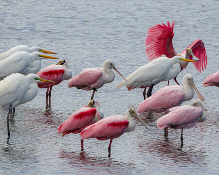 Roseate Spoonbills in a Florida Marsh