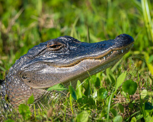 Fototapeta premium American Alligator in a Florida Marsh
