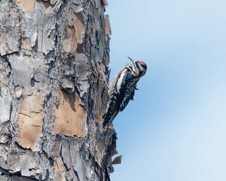 Yellow bellied sapsucker on a pine tree