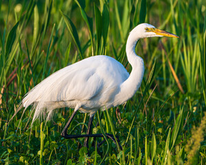 Fototapeta premium Great Egret in a Florida Marsh
