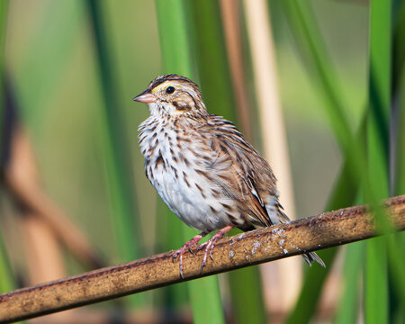 Savannah Sparrow in a Florida Marsh