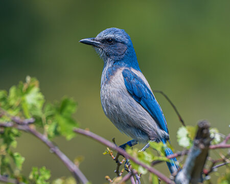 Florida Scrub Jay in Merritt Island National Wildlife Refuge