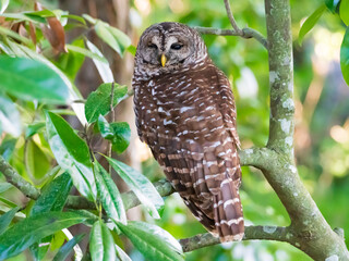 Fototapeta premium Barred Owl perched in a tree