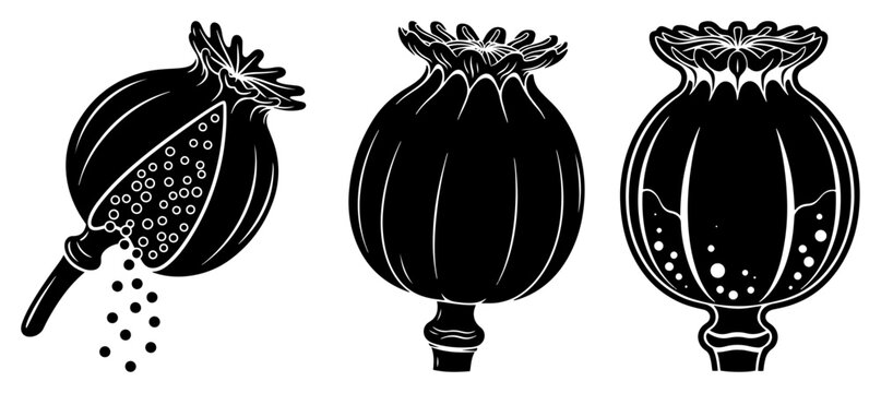 Poppy seed pods and botanical capsules in detailed black and white graphic style