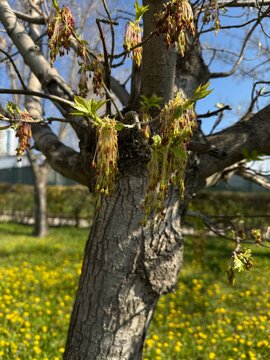 Close-up of boxelder maple (Acer negundo) branches with hanging flowers and fresh young leaves in early spring. Soft background blur highlights delicate details, natural growth, and seasonal change.