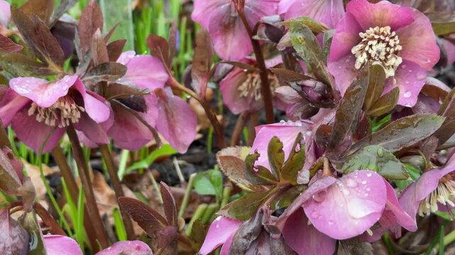 Close-up angle highlighting pink hellebore petals. Dew drops on leaves and flowers. Background: garden soil, green shoots.