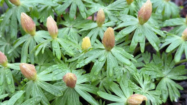 Close-up perspective of winter aconite. Focus on yellow buds and glossy leaves. Dew drops visible on surface.