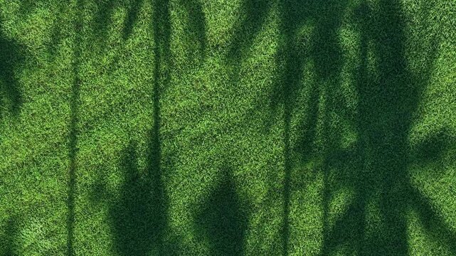 Aerial view of natural shadows across paddy field