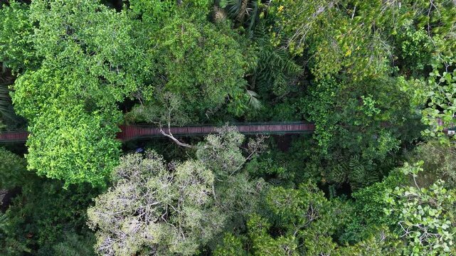 Labuh Banting Mangrove Boardwalk Top Down Drone View