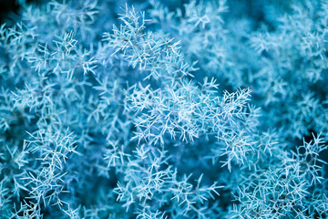 Abstract macro of Asparagus setaceus (asparagus fern) branches from a botanical garden with a cool blue toning. Fine needle-like cladodes form a soft texture with shallow depth of field. 