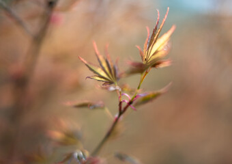 Fresh young green leaves growing on a thin branch in early spring. Soft natural light and shallow depth of field create a gentle blurred background with smooth bokeh. 