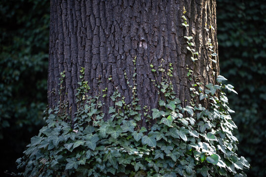 Ivy climbing and wrapping around the trunk of an old oak tree. Natural woodland scene with textured bark and lush green foliage, symbolizing strength, connection and timeless growth. 