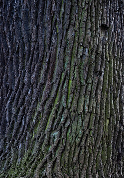 Close-up of oak tree bark showing deep natural texture and rugged patterns. Detailed macro of aged wood surface with cracks and lines, highlighting strength, durability and natural beauty. 