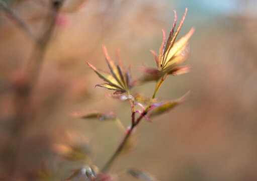 Fresh young green leaves growing on a thin branch in early spring. Soft natural light and shallow depth of field create a gentle blurred background with smooth bokeh. 