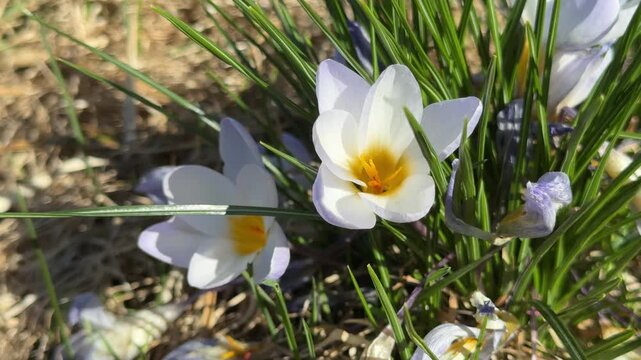 White spring crocus flowers blooming and moving slightly in the wind in natural grass closeup scene ideal for seasonal backgrounds gardening themes and floral design use