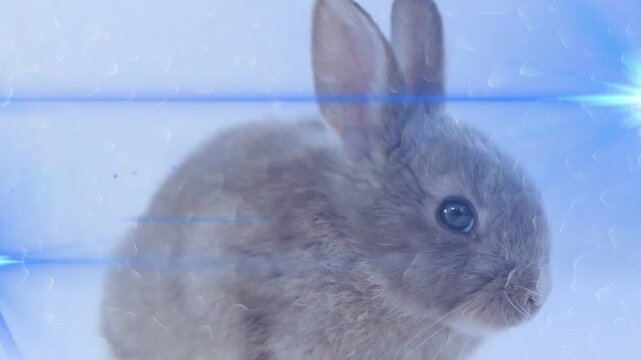 Fuzzy rabbit turning head, ear twitching then shifting right, clear panel streaks showing fur ads