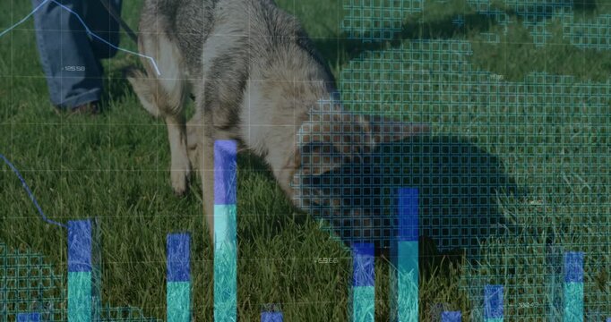 Shepherd dog sniffing grass with leash held, faint bar charts and grid rising, mapping scent