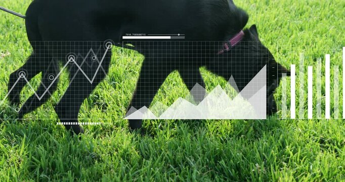 Owner offscreen guiding black dog walking on lawn, sniffing grass while data HUD overlaying charts