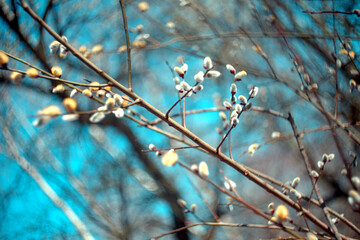 Natura - wiosna © Kajetan