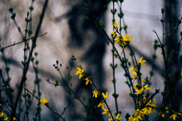 Natura - wiosna © Kajetan