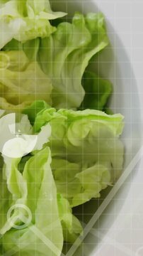 Vertical video: Cloud icon appearing and expanding data overlays sliding over lettuce showing stats