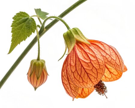 Abutilon Pictum &ndash; Orange abutilon pictum veined lantern-shaped bloom with hanging petals, isolated on white background.