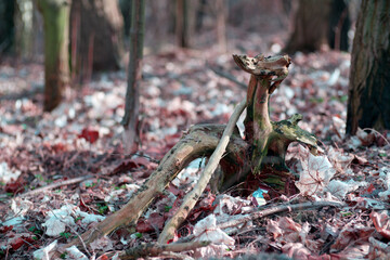 Natura - wiosna © Kajetan