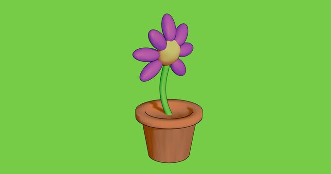pink flower in pot