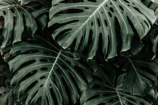 Moody dark green monstera deliciosa leaves, tropical jungle foliage background, exotic swiss cheese plant texture for interior design and wellness