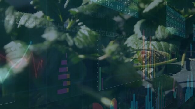 Appearing multi-colored charts overlaying ripe strawberry and leaves in close-up field, showing dew