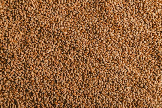 Golden wheat grain texture background, organic whole wheat seeds top view, raw cereal grains for agriculture and food industry