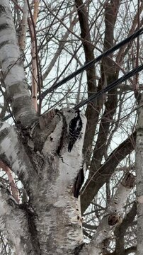 Pic Chevelu sur un bouleau en hiver, Qu&eacute;bec, Canada.