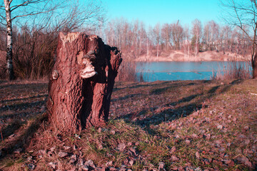 Natura - wiosna © Kajetan